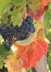 La vigne Rouge, un bon remède pour les doubles de la circulation sanguine.